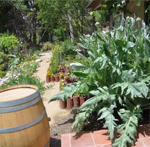 Artichoke Heart Garden